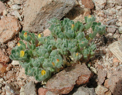 Foothill Deervetch, Lotus humistratus, photo © by Michael Plagens