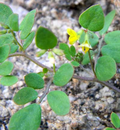 Deer Vetch, Lotus salsuginosus photo © by Michael Plagens