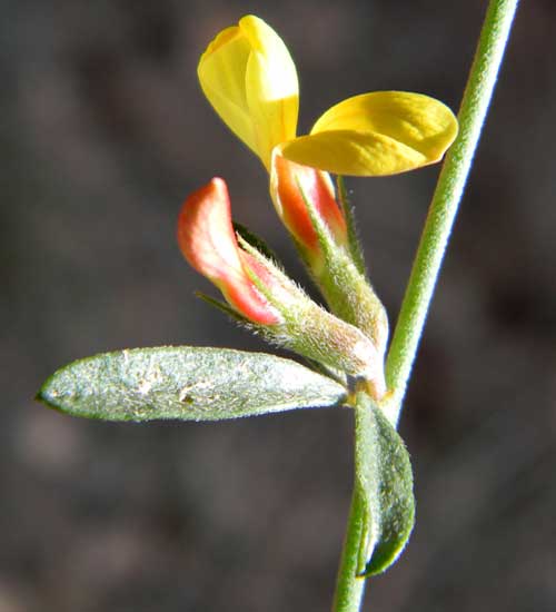 Wright's Deer Vetch, Lotus wrightii, photo © by Mike Plagens