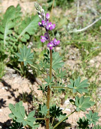 Arizona Lupine, Lupinus arizonicus, photo © by Michael Plagens