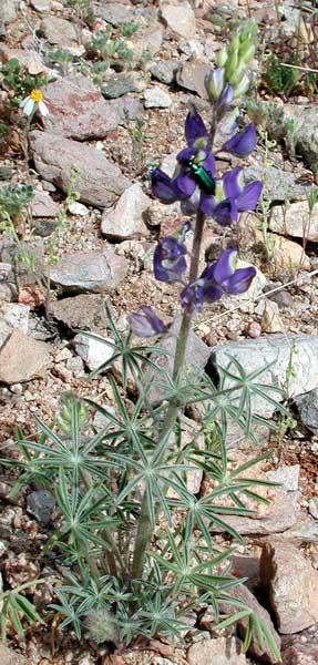 Coulter's Lupine, Lupinus sparsiflorus, photo © by Michael Plagens