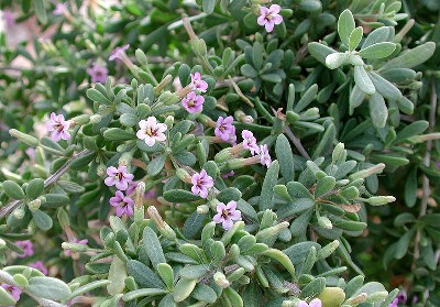 Fremont Thornbush foliage and flowers photo by mike plagens.