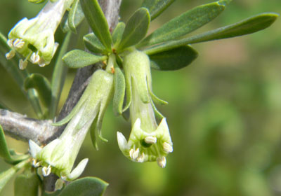 Flowers of Lycium macrodon photo © by Michael Plagens