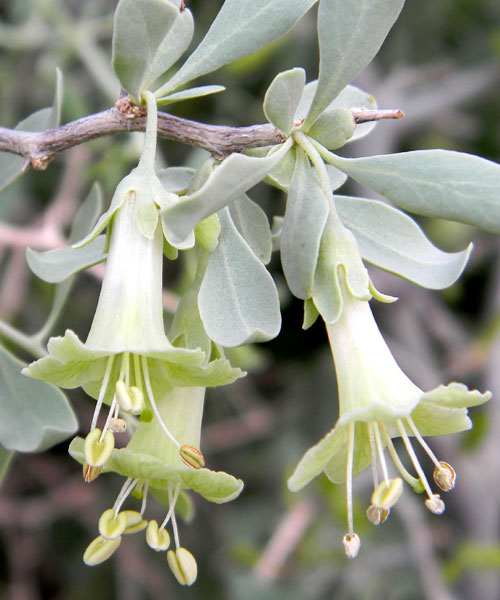 Pale Desert-thron, Lycium pallidum, © by Michael Plagens