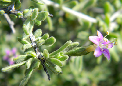 Parish's Wolfberry, Lycium parishii, photo © by Michael Plagens