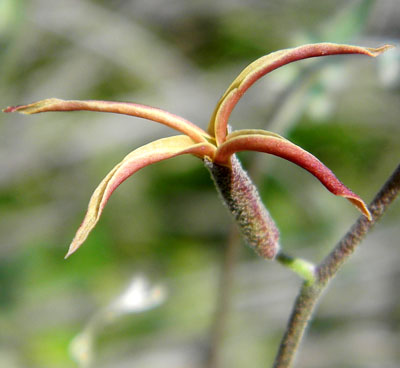 Lyrepod flowers, Lyrocarpa coulteri, close-up of a flower © by Michael Plagens