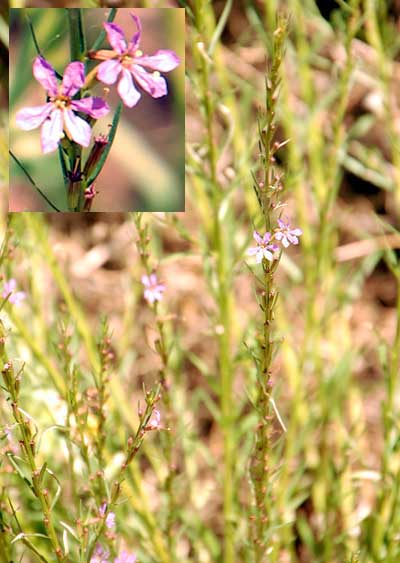 Photo of Lythrum californicum  © by Mike Plagens