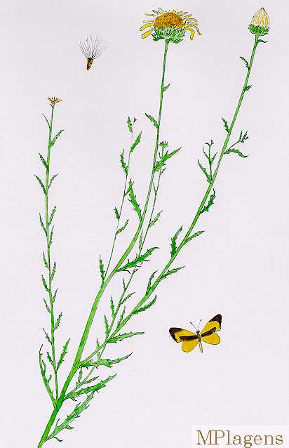 Machaeranthera pinnatifida Watercolor © by Michael Plagens