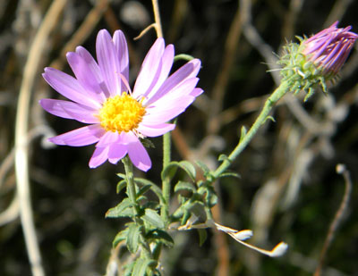 Machaeranthera tanacetifolia photo © by Michael Plagens