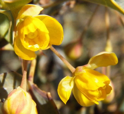 Bright yellow flowers of Berberis haematocarpa photo © by Michael Plagens