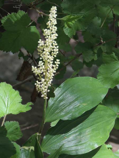 Maianthemum racemosum, photo © by Mike Plagens