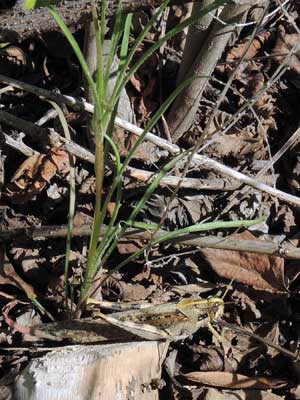 Desert Dandelion, Malacothrix glabrata, Schistocerca nitens, insect herbivore, photo © by Michael Plagens