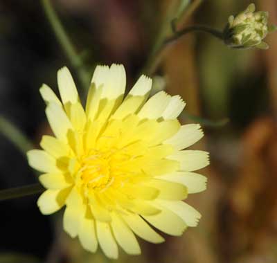 Desert Dandelion, Malacothrix glabrata, photo © by Michael Plagens