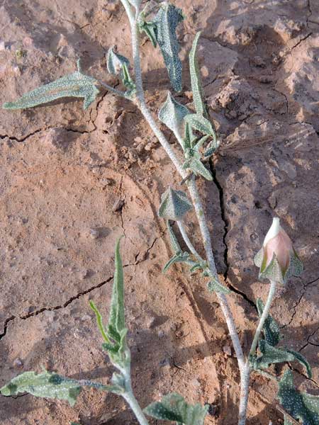 Arrow-leaf Mallow, Malvella sagittifolia, Photo © by Michael Plagens