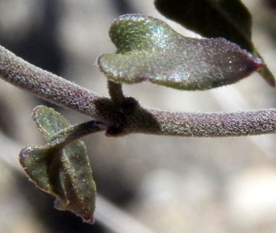 Leaf of Matalea parvifolia, photo © by Michael Plagens