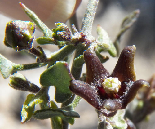 Matelea parvifolia, photo © by Michael Plagens