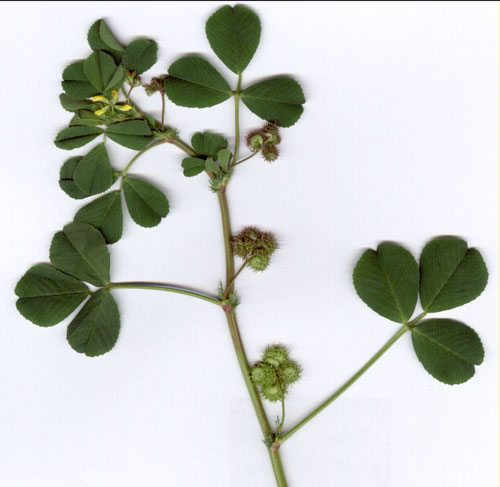 Burclover, Medicago polymorpha, hoto © by Michael Plagens