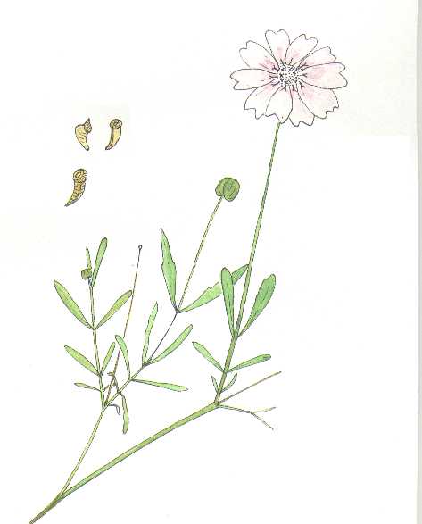 Plains Blackfoot, Melampodium leucanthum, watercolor illustration © by Michael Plagens