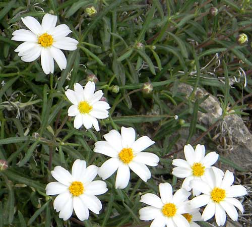 Plains Blackfoot, Melampodium leucanthum, © by Michael Plagens