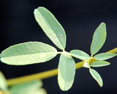 White Sweet Clover, Melilotus albus, Digital photography © by Michael Plagens