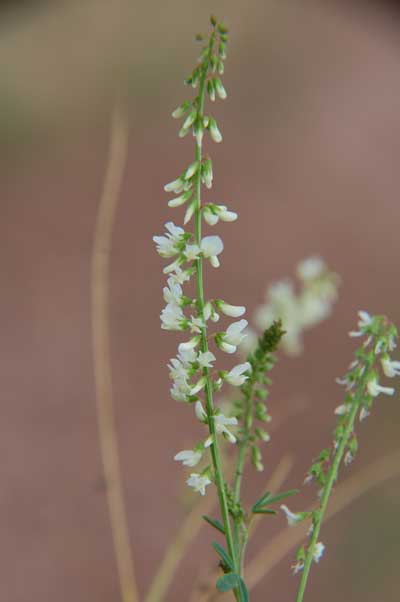 White Sweet Clover, Melilotus albus, Digital photography © by Michael Plagens