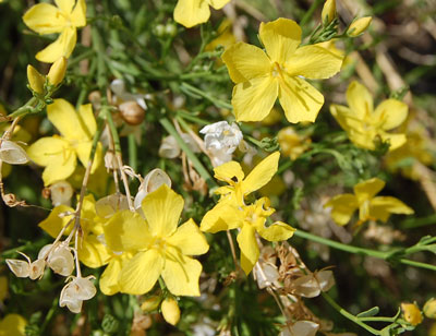 bright yellow flowers of Menodora scabra north of Carefree, Arizona © Michael Plagens
