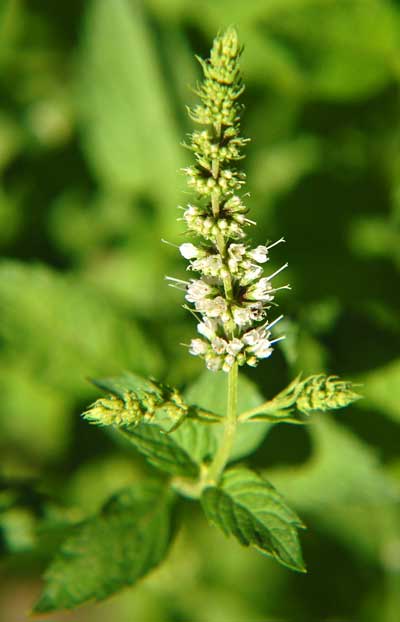 Spearmint, Mentha spicata, photo © by Mike Plagens