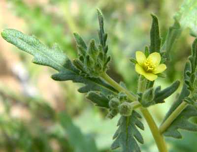 Blazing Star, Mentzelia affinis, photo © by Michael Plagens