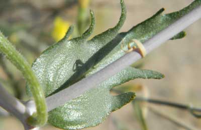 Blazing Star, Mentzelia albicaulis, photo © by Michael Plagens