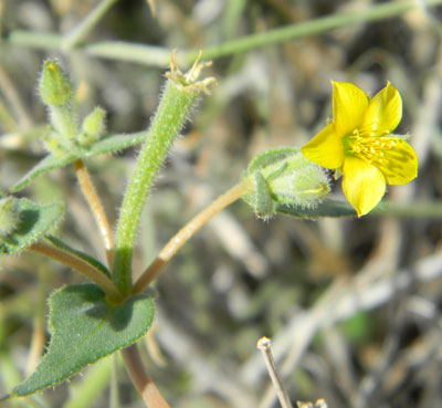 Blazing Star, Mentzelia albicaulis, photo © by Michael Plagens