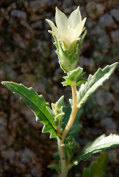 White-bract Blazing Star, Mentzelia involucrata, photo © by Michael Plagens