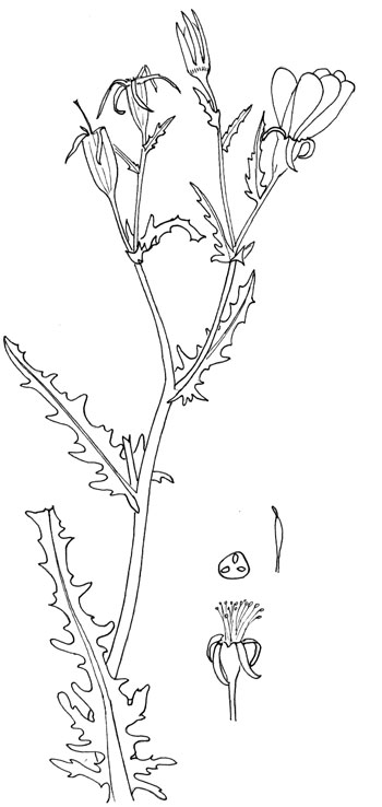 Pen & Ink drawing of Mentzelia multiflora © by Michael Plagens