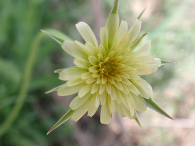 microseris linearifolia photo © by Michael Plagens