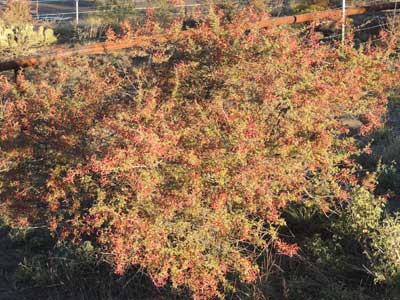 Wait-a-Minute Bush, Mimosa biuncifera, loaded with seeds © by Michael Plagens