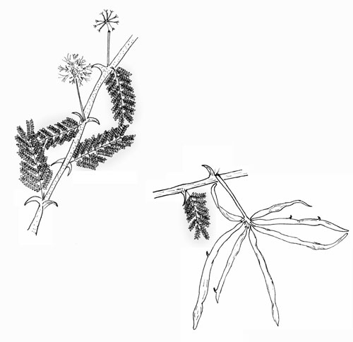 Wait-a-Minute Bush, Mimosa biuncifera, Pen & Ink © by Michael Plagens