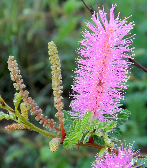 Velvet-pod Mimosa, Mimosa dysocarpa, photo © by Michael Plagens