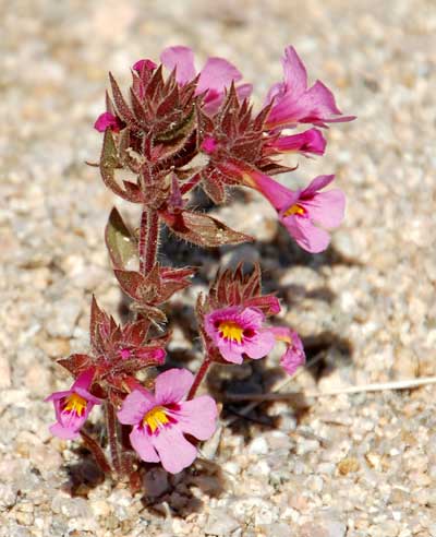 Bigelow's Monkeyflower, Mimulus bigelovii, photo © by Michael Plagens