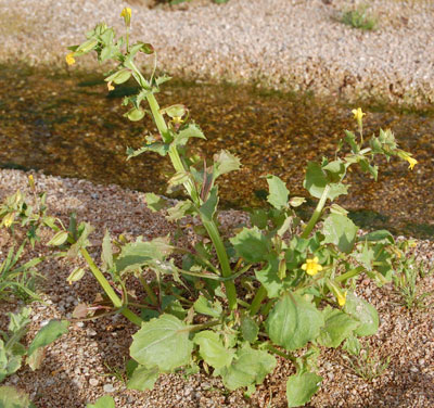 Mimulus guttatus photo © by Michael Plagens