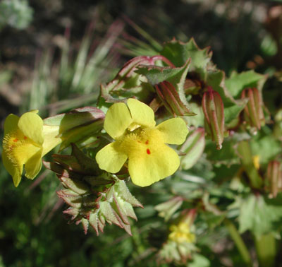 Seep Monkey Flower, Mimulus guttatus photo © by Michael Plagens