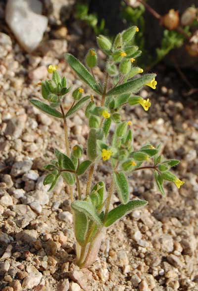 photo of Mimulus pilosus © Michael Plagens