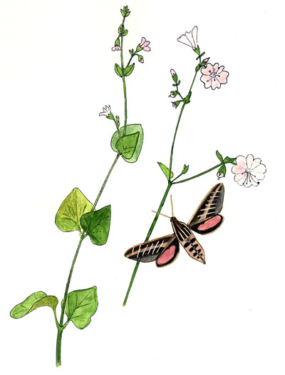 Hyles lineata and Mirabilis laevis Watercolor © by Michael Plagens