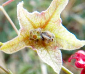 Clustered fruit of Mirabilis coccinea photo © by Michael Plagens