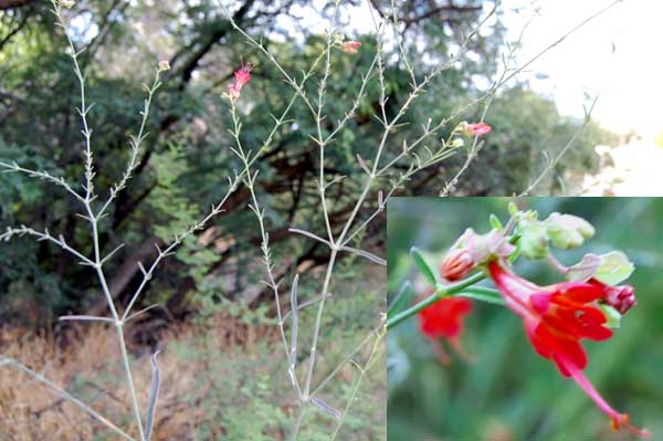 Mirabilis coccinea photo © by Michael Plagens