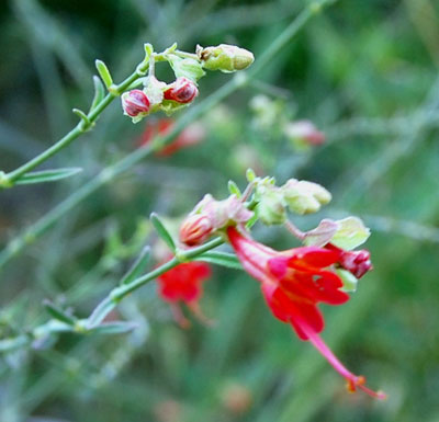 Mirabilis coccinea photo by Mike Plagens