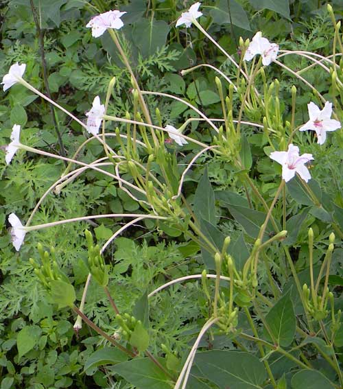 Sweet Four O'Clock, Mirabilis longiflora, © by Michael Plagens