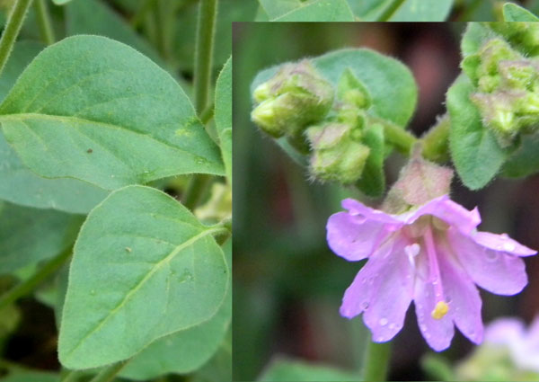 Dwarf Four O'Clock, Mirabilis pumila, photo © by Mike Plagens