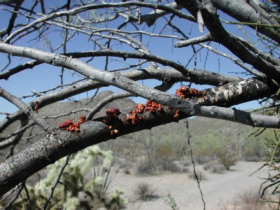 Phoradendron californicum seeds © Mike Plagens