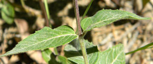 opposite, serrated leaves of Bee Balm, Monarda fistulosa, photo © by Mike Plagens