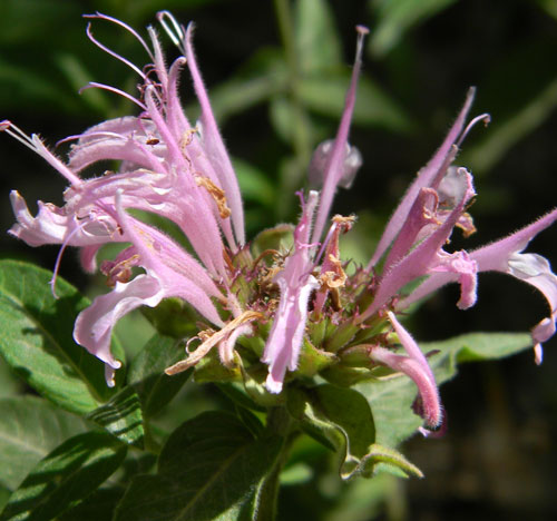 Bee Balm, Monarda fistulosa, photo © by Mike Plagens