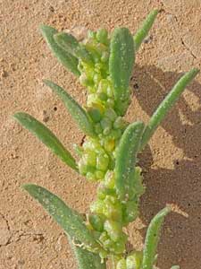 Nutall's Povertyweed, Monolepis nuttalliana, photo © by Michael Plagens